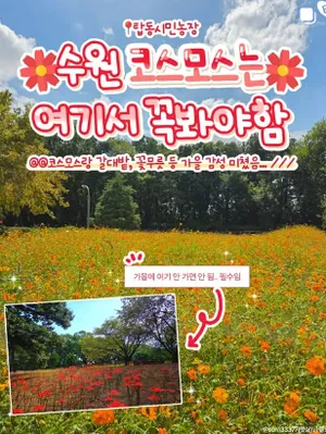 지역 맛집 채널 게시물 예시